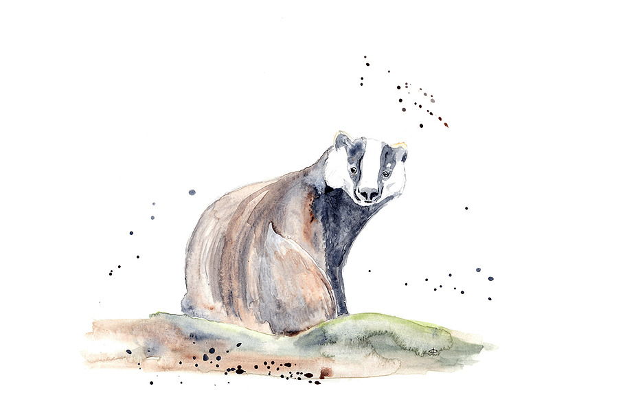 European Badger Watercolour in Illustrations - product preview 8