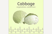 Cabbage vector image