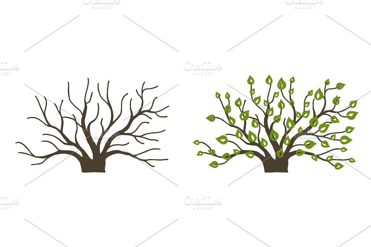 Bush with leaves and without on in Illustrations - product preview 8