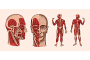 Human anatomy. Muscular and