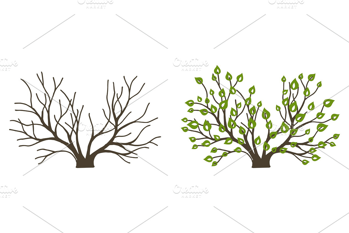 Bush with leaves and without on in Illustrations - product preview 8