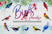 Birds of paradise PNG watercolor set