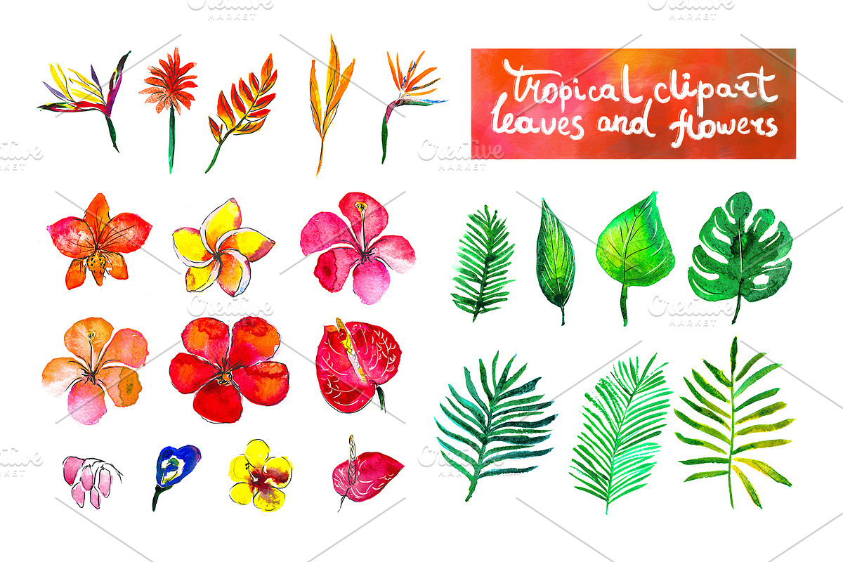Tropical flowers watercolor set in Patterns - product preview 8