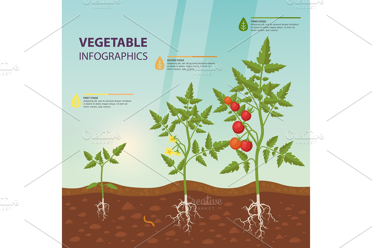 Tomato infographic in Illustrations - product preview 8