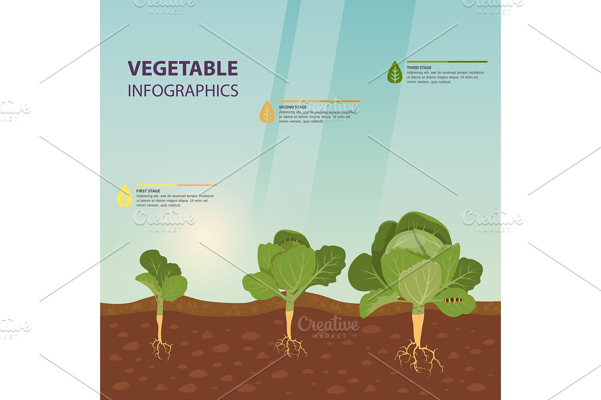 Headed cabbage infographic in Illustrations - product preview 8