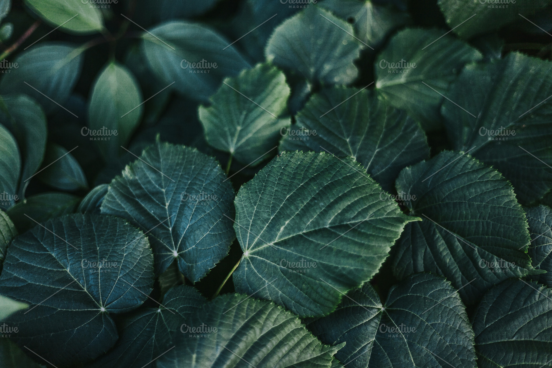 Dark green leaves | High-Quality Abstract Stock Photos ~ Creative Market