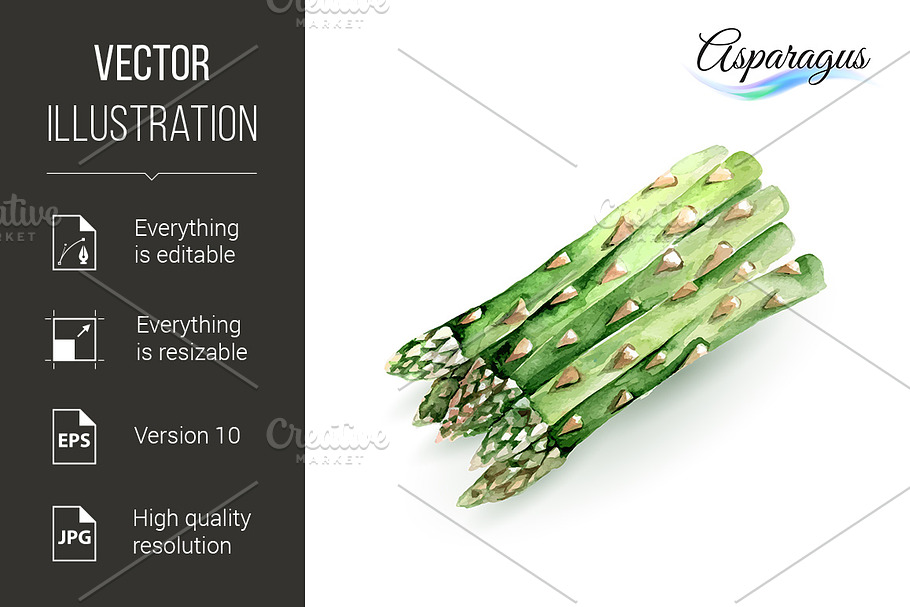 Asparagus in Illustrations - product preview 8