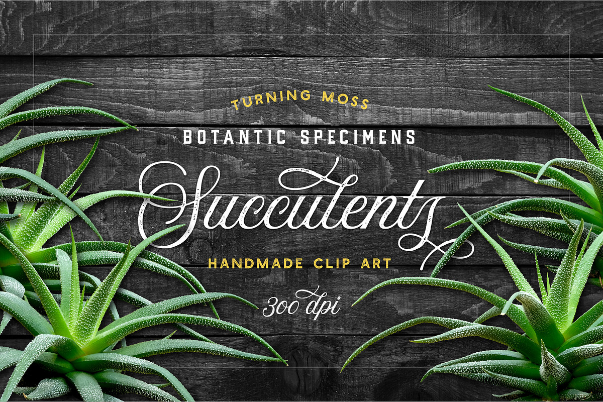 Succulents -Real Haworthia Specimens in Objects - product preview 8