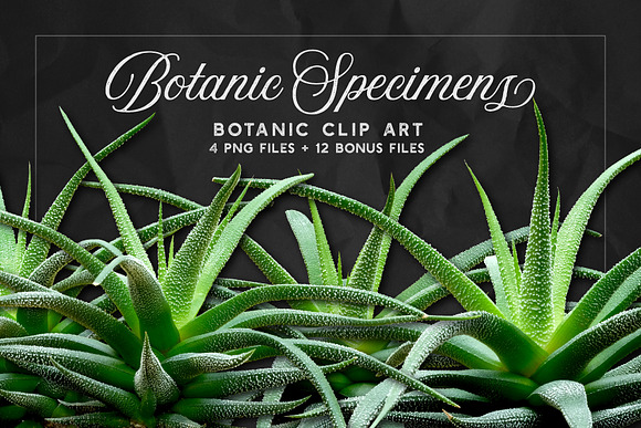 Succulents -Real Haworthia Specimens in Objects - product preview 1