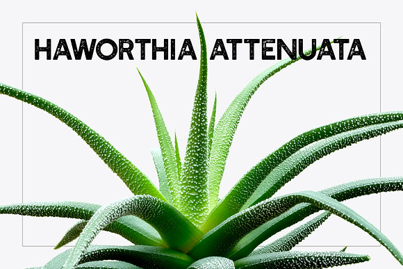 Succulents -Real Haworthia Specimens in Objects - product preview 2