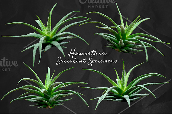 Succulents -Real Haworthia Specimens in Objects - product preview 4