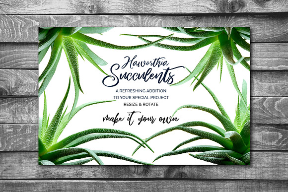 Succulents -Real Haworthia Specimens in Objects - product preview 6