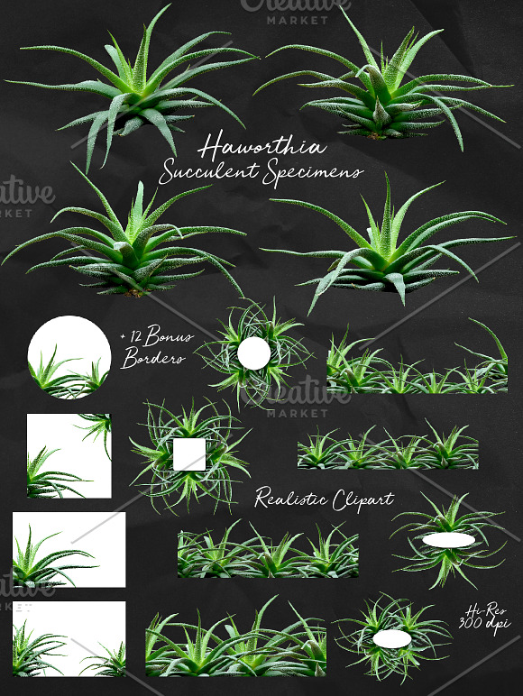 Succulents -Real Haworthia Specimens in Objects - product preview 7