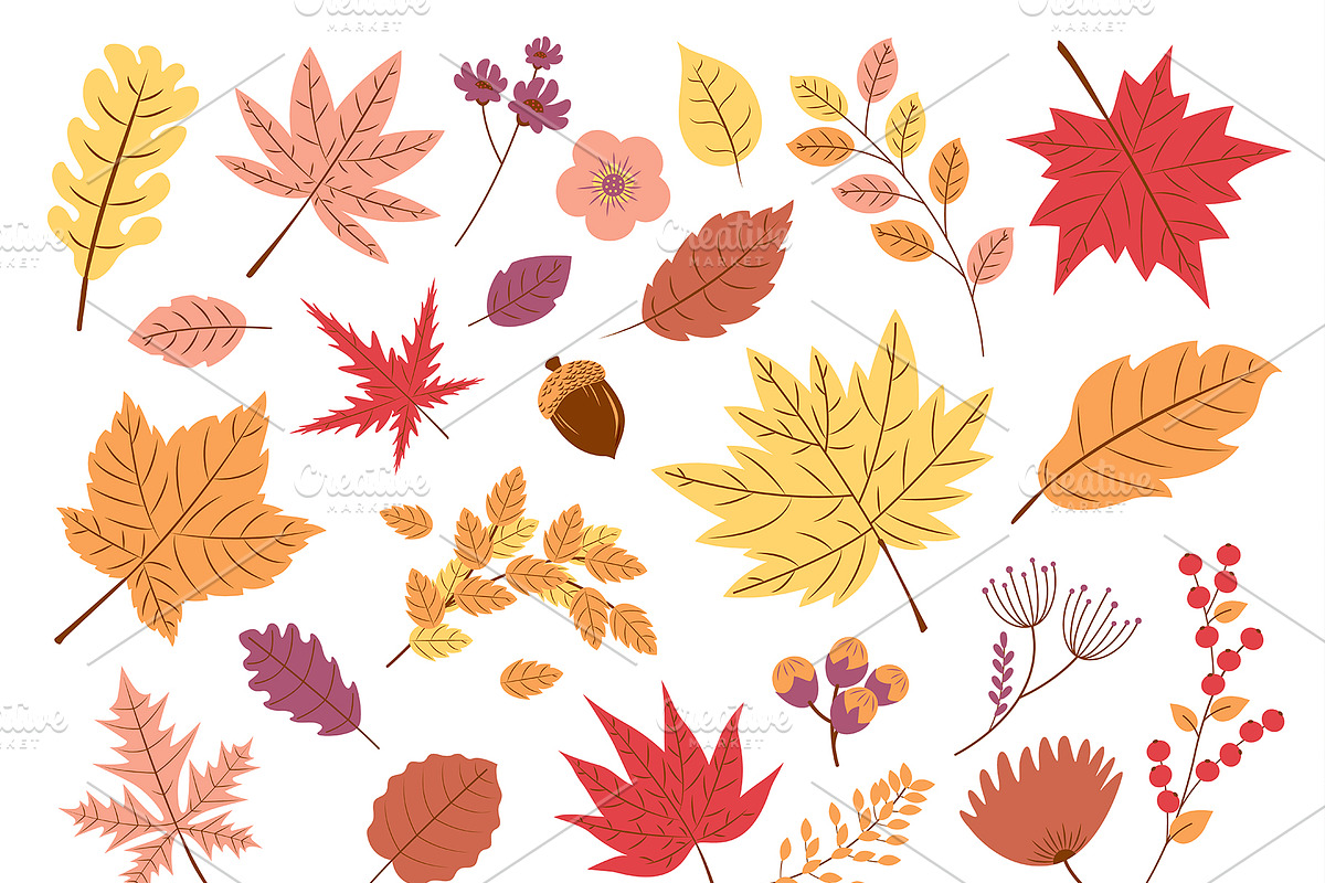 Autumn leaves on white background in Illustrations - product preview 8