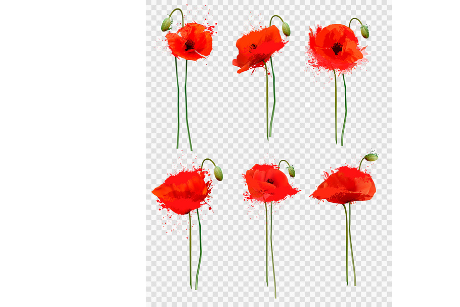 Set of a red poppies flowers. Vector in Illustrations - product preview 8