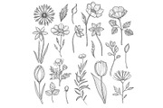 Hand drawn plants. Vector pictures
