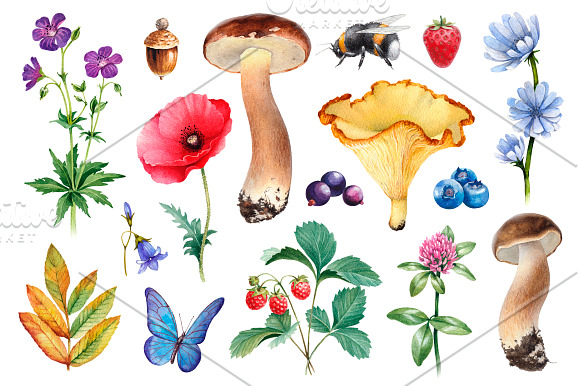 Summer nature illustrations kit in Illustrations - product preview 1