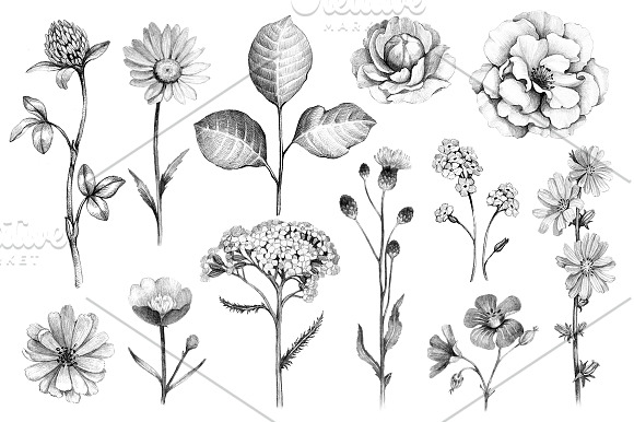 Summer nature illustrations kit in Illustrations - product preview 2