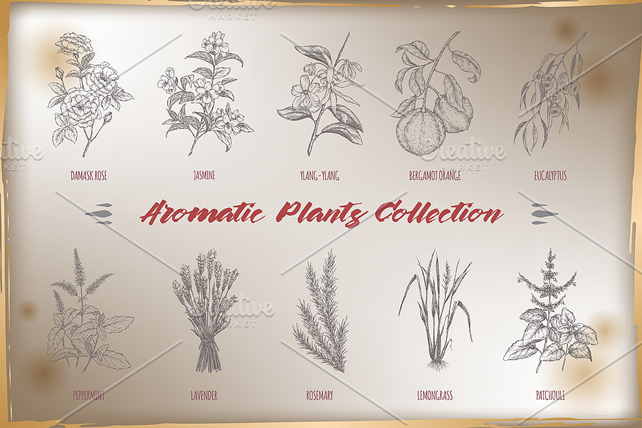 Aromatic plants sketch set Vol. 1 in Illustrations - product preview 8
