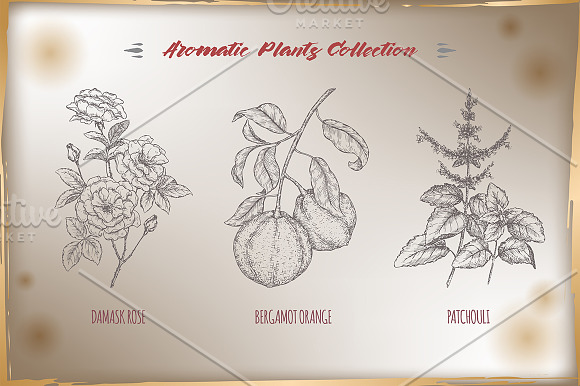 Aromatic plants sketch set Vol. 1 in Illustrations - product preview 1