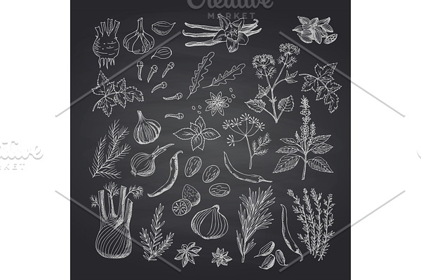 Vector hand drawn herbs and spices