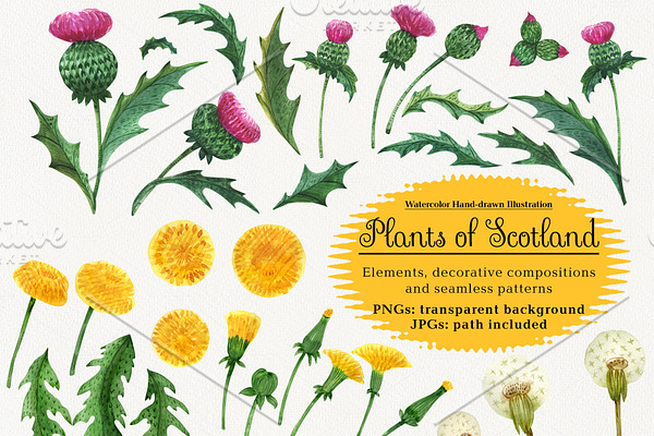 Plants of Scotland. Watercolor