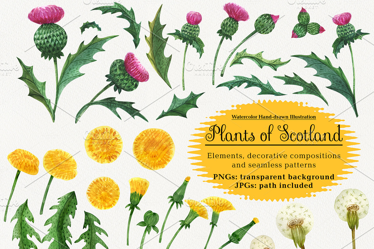 Plants of Scotland. Watercolor in Illustrations - product preview 8