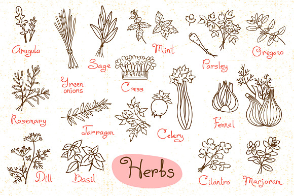 Herbs - Design Set in Illustrations - product preview 1