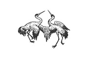Dancing storks birds animal vector