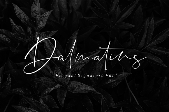 Dalmatins // Elegant Signature Font in Urban Fonts - product preview 9