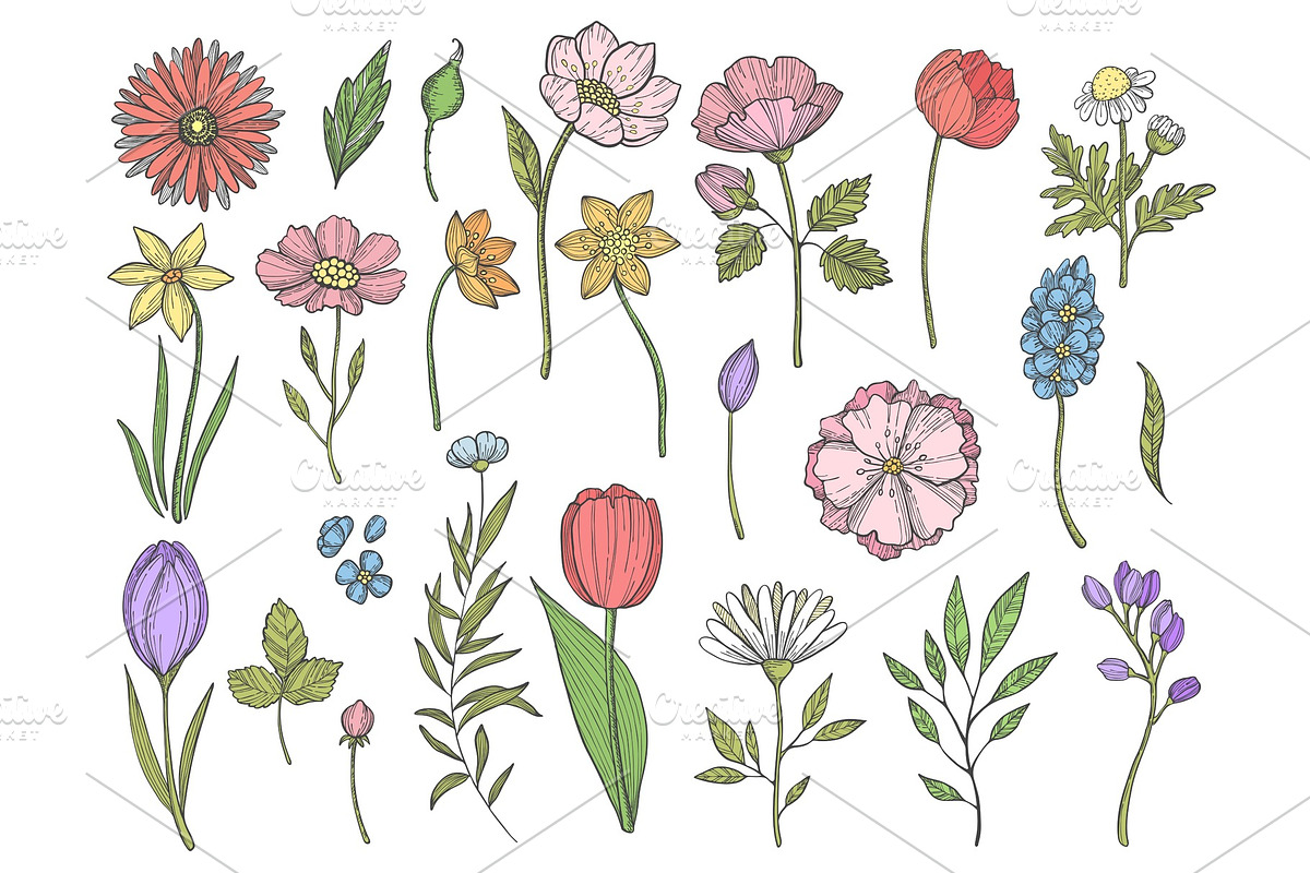 Colored plants. Vector illustrations in Graphics - product preview 8