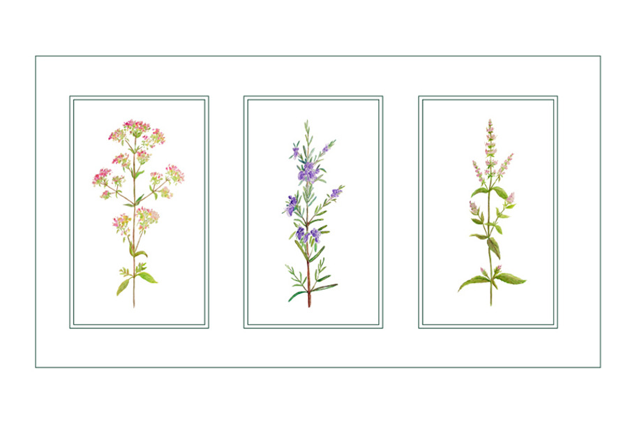 Watercolor Clipart Herb Flowers