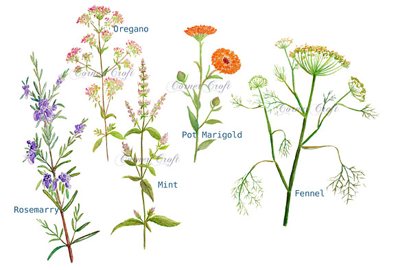 Watercolor Clipart Herb Flowers in Illustrations - product preview 1
