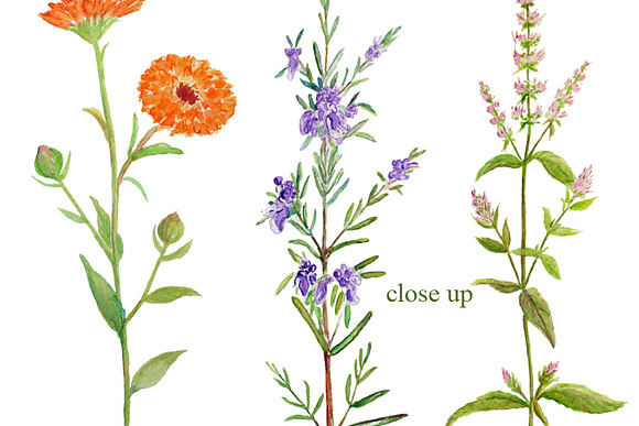 Watercolor Clipart Herb Flowers in Illustrations - product preview 2