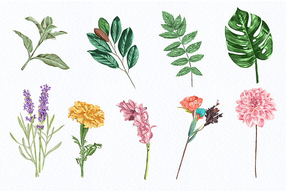 Colored Botanical Illustration Vol.1 in Illustrations - product preview 6
