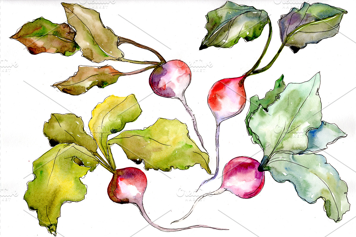 Red radish vegetables PNG watercolor in Illustrations - product preview 8