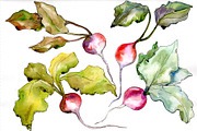 Red radish vegetables PNG watercolor