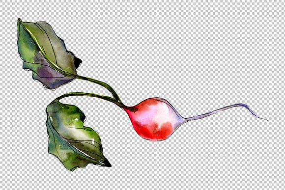 Red radish vegetables PNG watercolor in Illustrations - product preview 1