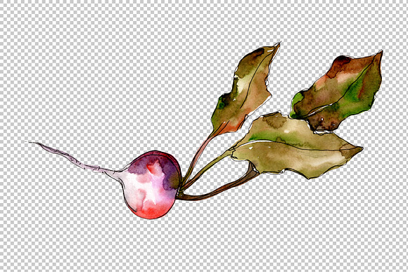 Red radish vegetables PNG watercolor in Illustrations - product preview 2