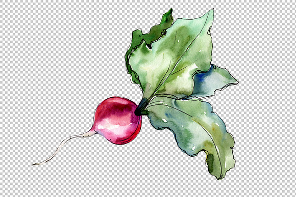 Red radish vegetables PNG watercolor in Illustrations - product preview 3