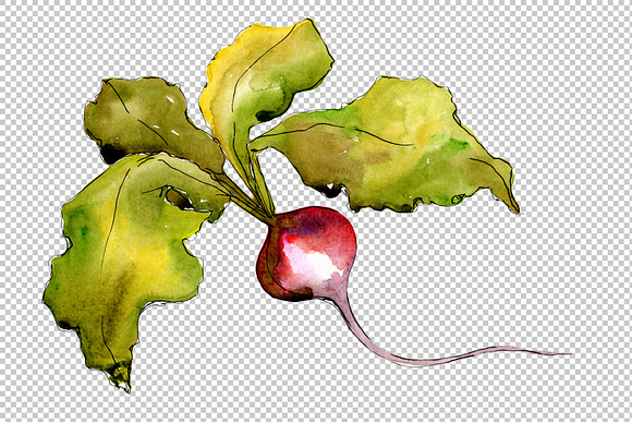 Red radish vegetables PNG watercolor in Illustrations - product preview 4