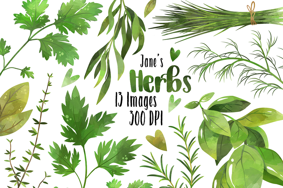 Watercolor Herbs Clipart in Illustrations - product preview 8