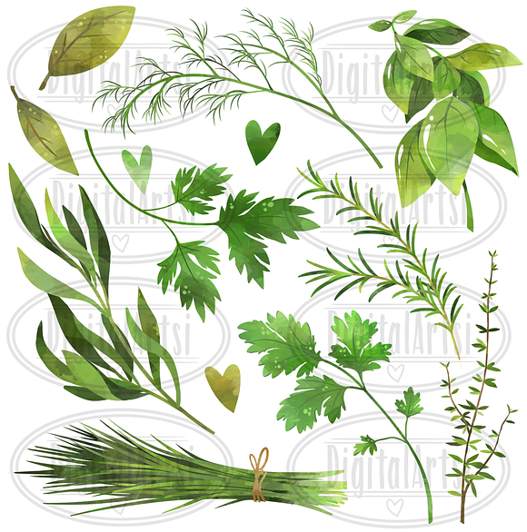 Watercolor Herbs Clipart in Illustrations - product preview 1