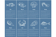 Scallop and Clam Posters Set Vector