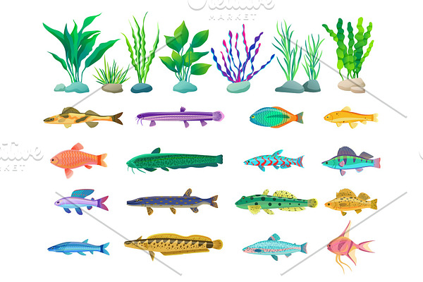 Various Algae and Marine Creatures