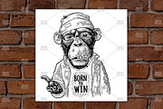 Monkeys begging BORN to WIN 