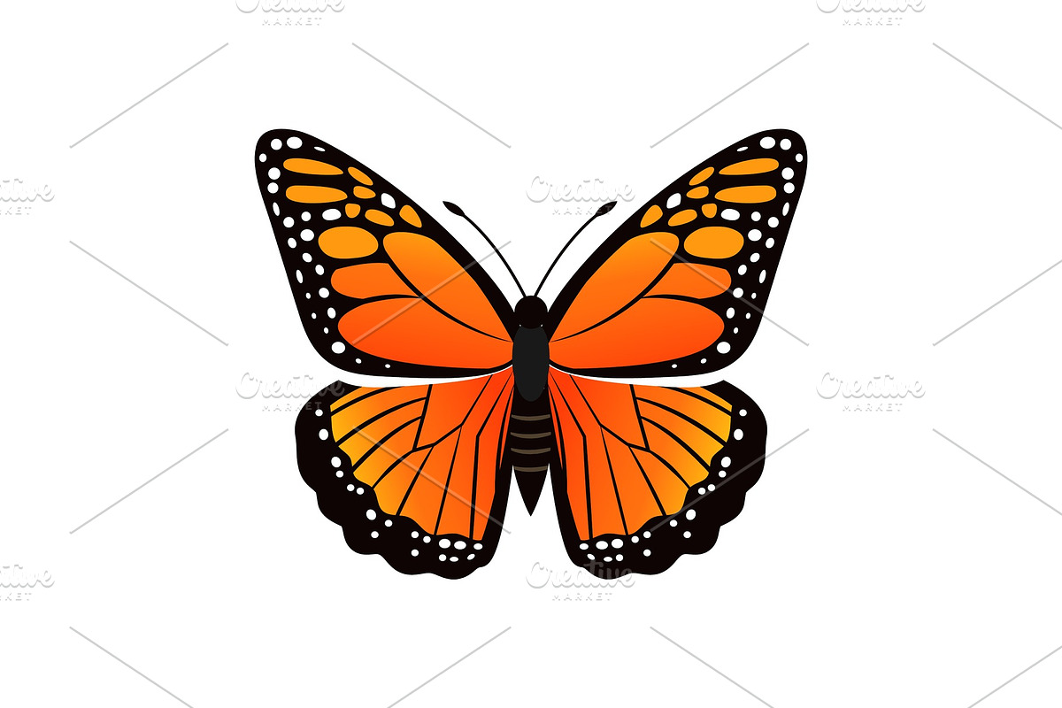 Viceroy Limenitis Archippus Vector in Illustrations - product preview 8