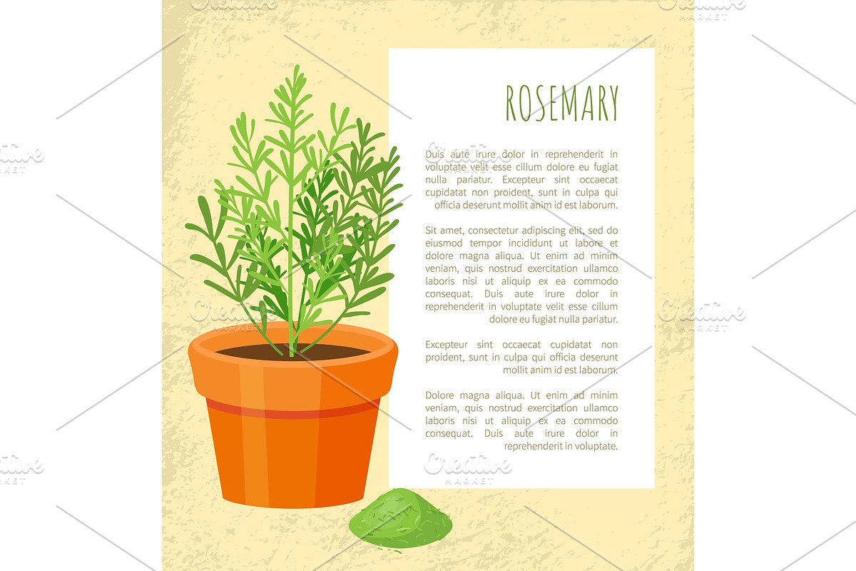 Rosemary Spice Poster and Text in Illustrations - product preview 8