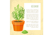 Rosemary Spice Poster and Text