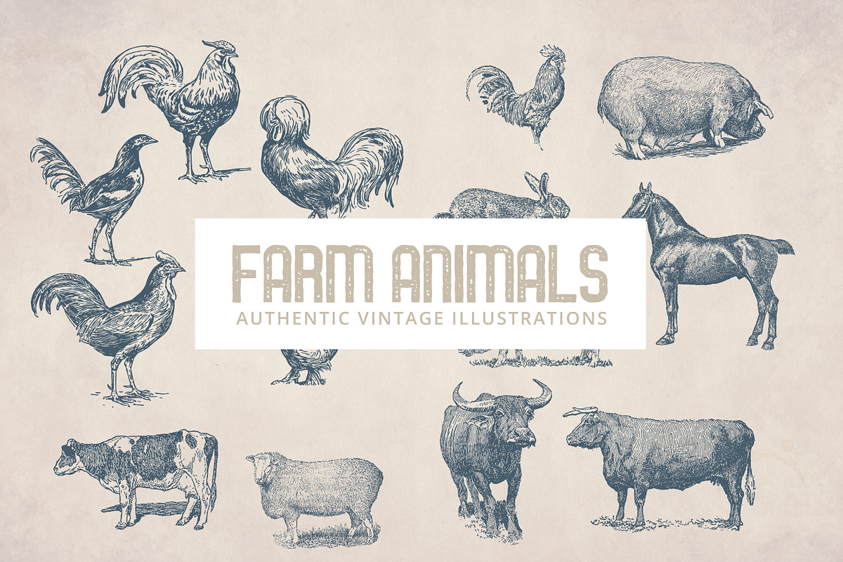 55 Vintage Farm Animals in Illustrations - product preview 8